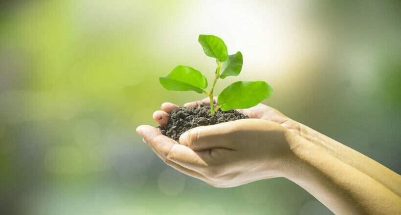 Новый год плодовых деревьев (Ту би-шват)